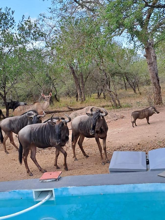 Nanisto Bush Lodge マールロス・パーク エクステリア 写真