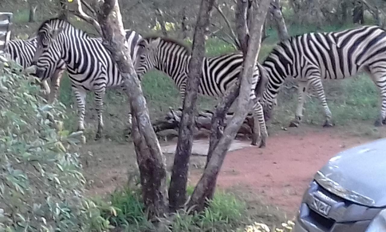 Nanisto Bush Lodge マールロス・パーク エクステリア 写真