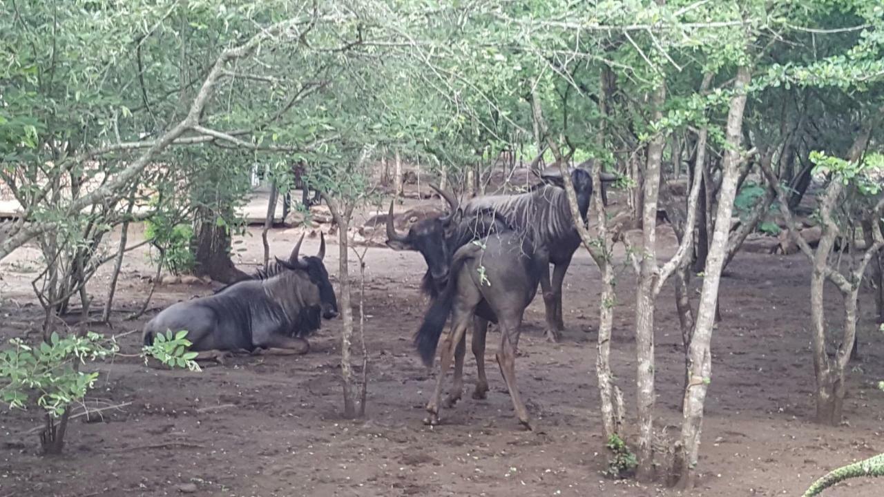 Nanisto Bush Lodge マールロス・パーク エクステリア 写真